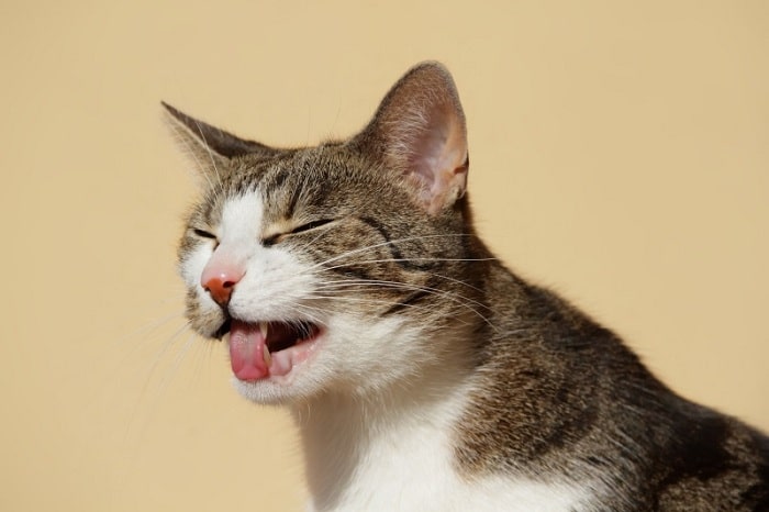 Các bệnh nhiễm trùng nào có thể gây ra ho và nôn ra máu ở mèo?
