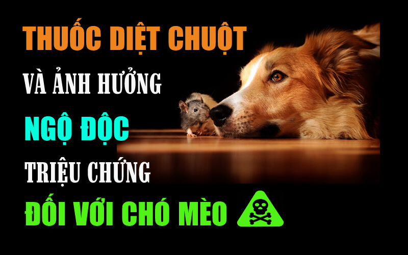 Thuốc diệt chuột có thể gây ngộ độc cho chó khi ăn phải không?
